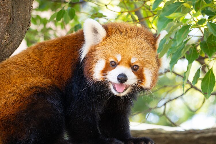 桐生が岡動物園