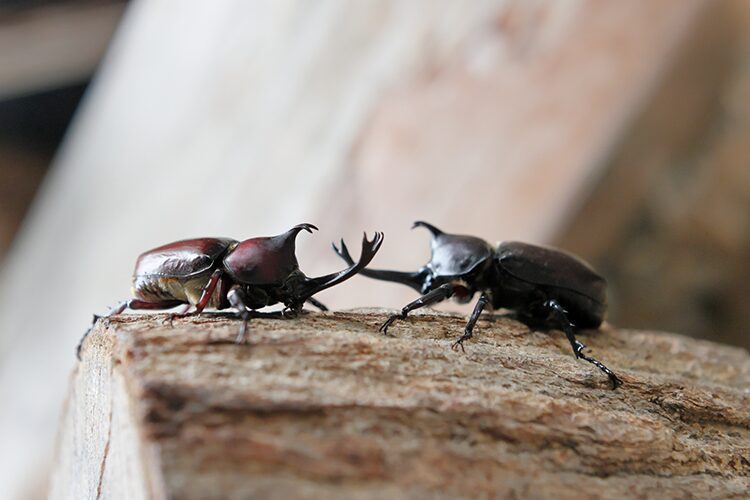ぐんま昆虫の森